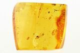 Two Mite Fossils in Baltic Amber #288482-1